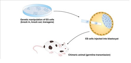 EMBRYONIC STEM CELLS INJECTION