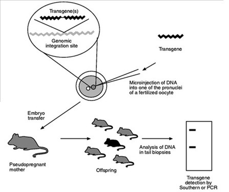 MOUSE DNA TRANSGENES INJECTIONS