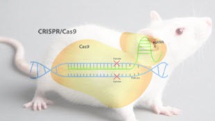 crispr_cas_genome_editing_2